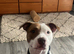 Dottie the gorgeous staffy