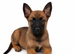 BELGIAN SHEPHERD PUPPIES FOR SALE