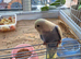 Budgies babys