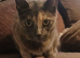 Lovely cat