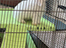 Two Vaccinated Bunnies with Full Setup