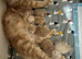 Maine coon kittens