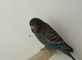 Blackface budgie