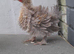 5 bantam chickens