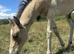 Stunning buckskin colt