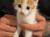 5 Loving Kittens Ready for Forever home:)