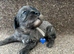 4 miniature cavapoos remaining