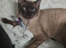 Longhaired siamese