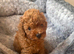 Toy poodle 1 boy left