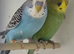 Bw/ bf budgies