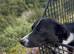 Failed sheepdog looking for quiet/ active pet home