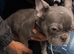 Female frenchy