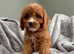 Beautiful boy cavapoo