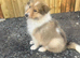 Beautiful rough collie puppy for sale boy