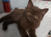 British shorthair kitten