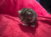 Kittens for sale.