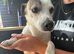 Male jack Russel