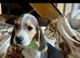 Stunning beagle boy