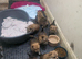 Pomeranian/yorkshire terrier puppies