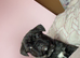 French cross pug