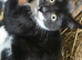 Farm breed kittens