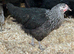 POL chickens various breeds rainbow eggers