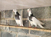Iranian pigeons