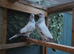 Penty Walay Pakistani pigeon pair