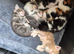 Beautiful maine coon cross kittens