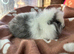 Swiss baby boy guinea pig