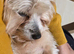 Beautiful blonde male Yorkie