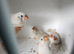 13 Zebra finch Mix lot of colour mutations