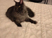 GCCF Registered Mainecoon