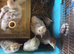 Turkey poults