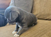 Grey Female smoothcoat Chihuahua for sale