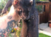 Black ferrets