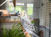 Young budgies