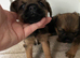 Border terrier