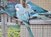 Baby Quaker Parrots