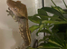 Gecko & tank
