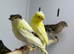 Canaries