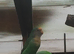 Alot of different variety of lovebirds
