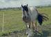 Stunning white and dun mare