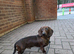 KC Registered mini smooth dachshund red brindle