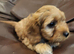 Cavapoo puppies for sale