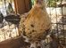 Pekin & sablepoot