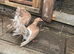 Beautiful Fantail pigeons