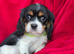 Cavalier King Charles spaniels