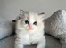 Registered Ragdoll kittens for sale