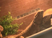 Male and female bearded dragon